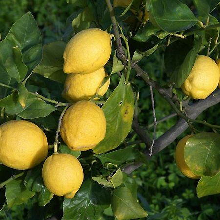 Вилла Il Limoneto Ачиреале Экстерьер фото
